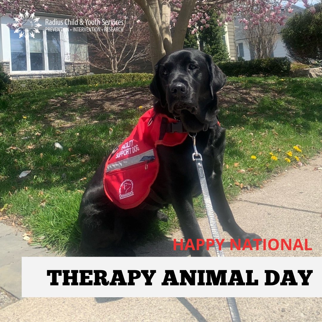 RadiusChild_Yth's tweet photo. Happy National Therapy Animal Day! Lexus, our therapy dog, and leader of our RUFF Program will be extra spoiled today in recognition of her dedication and hard work with the families she supports at Radius!
#NationalTherapyAnimalDay #RUFFProgramLexus #FacilityDog #WorkingDog https://t.co/SCfy25XjTN