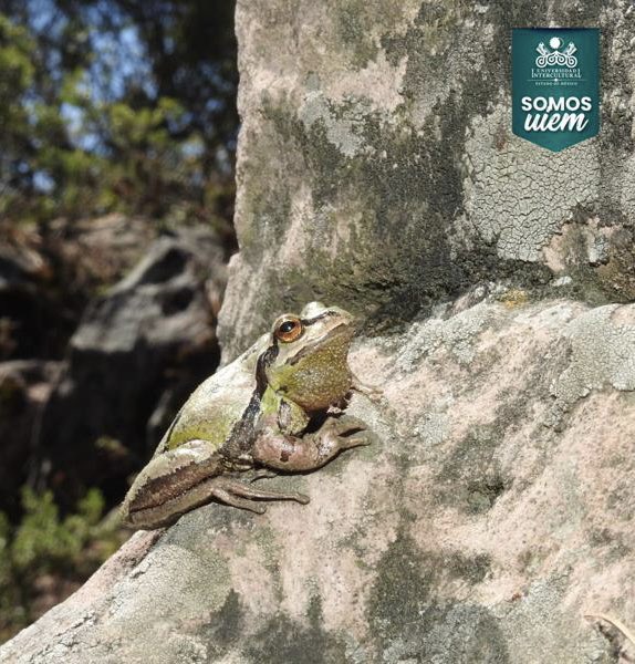 UIEMOficial's tweet image. ✨Sharon Yedid Valdez, estudiante de la Maestría en Gestión de la Innovación Rural Sustentable, trabaja en la comunidad de San Francisco Oxtotilpan para conocer la herpetofauna local, con el propósito de generar un mayor avance en su proyecto de investigación #OrgulloUIEM 💚
🐸