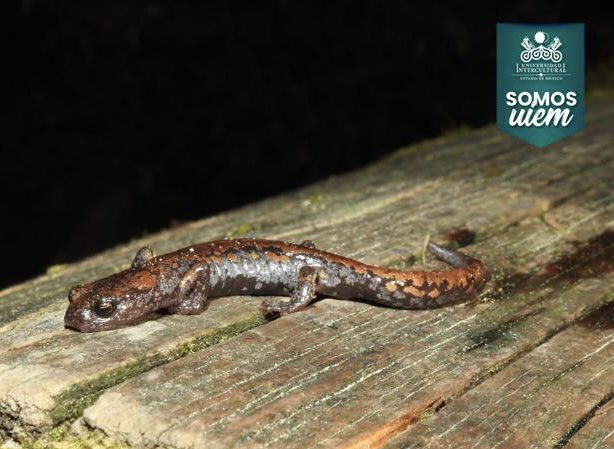 UIEMOficial's tweet image. ✨Sharon Yedid Valdez, estudiante de la Maestría en Gestión de la Innovación Rural Sustentable, trabaja en la comunidad de San Francisco Oxtotilpan para conocer la herpetofauna local, con el propósito de generar un mayor avance en su proyecto de investigación #OrgulloUIEM 💚
🐸