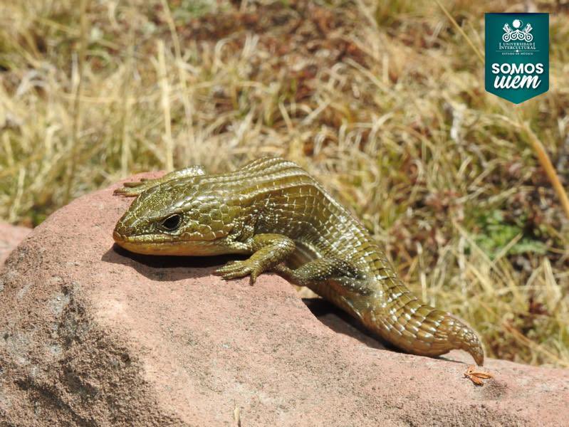 UIEMOficial's tweet image. ✨Sharon Yedid Valdez, estudiante de la Maestría en Gestión de la Innovación Rural Sustentable, trabaja en la comunidad de San Francisco Oxtotilpan para conocer la herpetofauna local, con el propósito de generar un mayor avance en su proyecto de investigación #OrgulloUIEM 💚
🐸