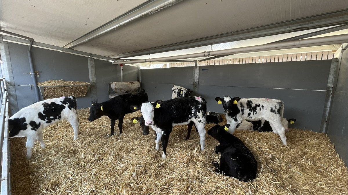 GarethEnticott's tweet photo. Interesting day @BuitelaarGroup and then a workshop as part of the @ROADMAP_H2020 calf rearing living lab https://t.co/hqJ5VbhXne