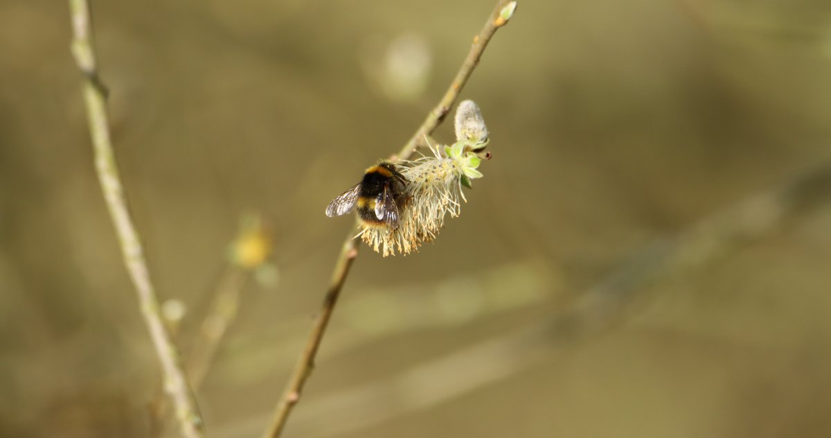 DerbysWildlife tweet picture