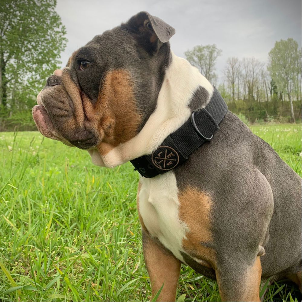 EvilCollar's tweet photo. Guarda questo Collare Personalizzato tutto nero che abbiamo realizzato per il nostro amico Ronnie! È il cucciolo più cool in circolazione e lo sa bene! 🐶 https://t.co/miXlFi8hxR https://t.co/8gN8vSTwiK