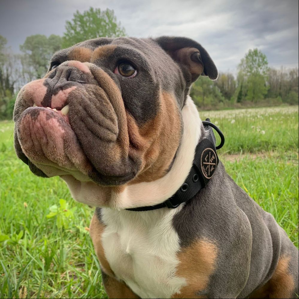 EvilCollar's tweet photo. Guarda questo Collare Personalizzato tutto nero che abbiamo realizzato per il nostro amico Ronnie! È il cucciolo più cool in circolazione e lo sa bene! 🐶 https://t.co/miXlFi8hxR https://t.co/8gN8vSTwiK