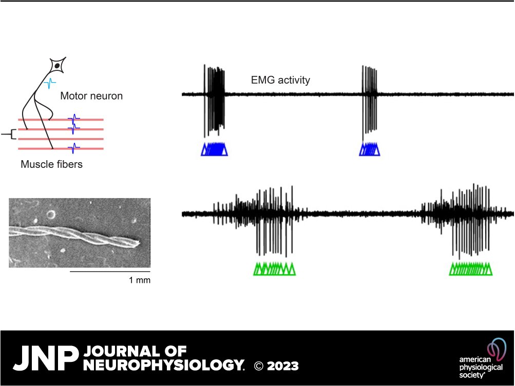 JNeurophysiol's tweet photo. 📖Coen P. H. Elemans et al. introduce a novel approach to record high-resolution EMG signals in small #muscles using extremely strong &amp; flexible #CarbonNanotubeFibers (CNTFs).

🖱https://t.co/GyBD7Mnhoq

@CoenElemans #Neurophysiology #Electromyography #MotorSystem #JNeurophysiol https://t.co/VGNlMa5Tqe