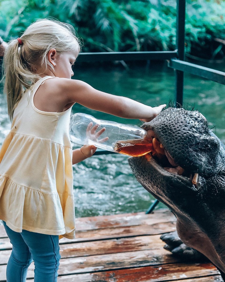 Meet, touch and feed Jessica the hippo. 

A beautiful hippo with a beautiful story that lives freely but always returns to her place of comfort. 

Have you visited Jessica? Let us know in the comment section below. 

#homesofafrica #activitiesinhoedspruit #travelwithkids #experie