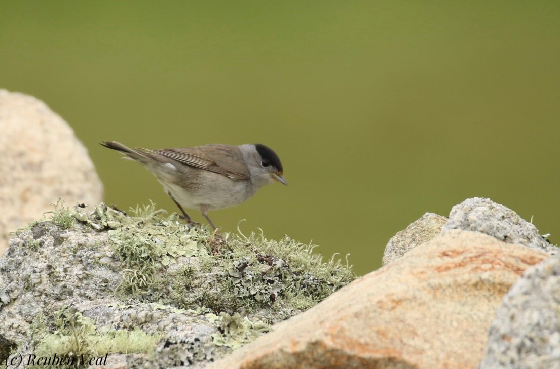 reuben_veal1's tweet photo. Awesome numbers of migrants over the last 3 days @LundyBirds with the Young Birders Trip. 85k steps produced (roughly): 1600 Swallow, 350 Willow W, 160 Blackcap, 140 Wheatear, 9 Redstart, 8 Gropper, 6 Tripit, 4 Pied Fly, 3 Rouzel, Marsh Harrier and a male Blue-headed Wag! https://t.co/gEBAvbt3E8