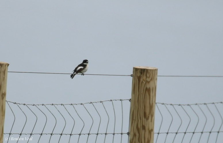 reuben_veal1's tweet photo. Awesome numbers of migrants over the last 3 days @LundyBirds with the Young Birders Trip. 85k steps produced (roughly): 1600 Swallow, 350 Willow W, 160 Blackcap, 140 Wheatear, 9 Redstart, 8 Gropper, 6 Tripit, 4 Pied Fly, 3 Rouzel, Marsh Harrier and a male Blue-headed Wag! https://t.co/gEBAvbt3E8