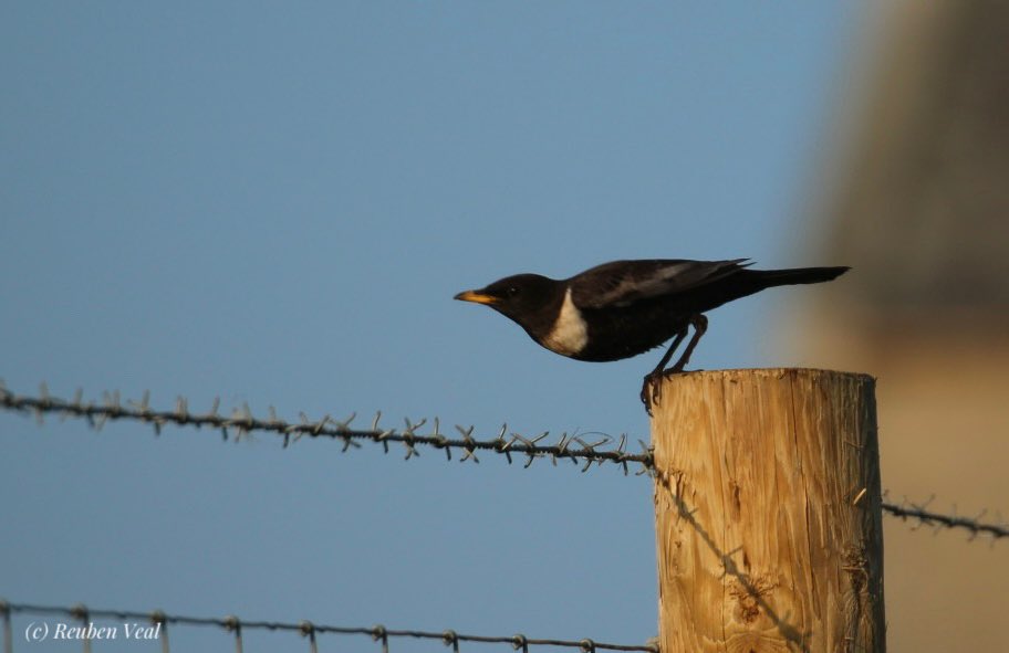 reuben_veal1's tweet photo. Awesome numbers of migrants over the last 3 days @LundyBirds with the Young Birders Trip. 85k steps produced (roughly): 1600 Swallow, 350 Willow W, 160 Blackcap, 140 Wheatear, 9 Redstart, 8 Gropper, 6 Tripit, 4 Pied Fly, 3 Rouzel, Marsh Harrier and a male Blue-headed Wag! https://t.co/gEBAvbt3E8