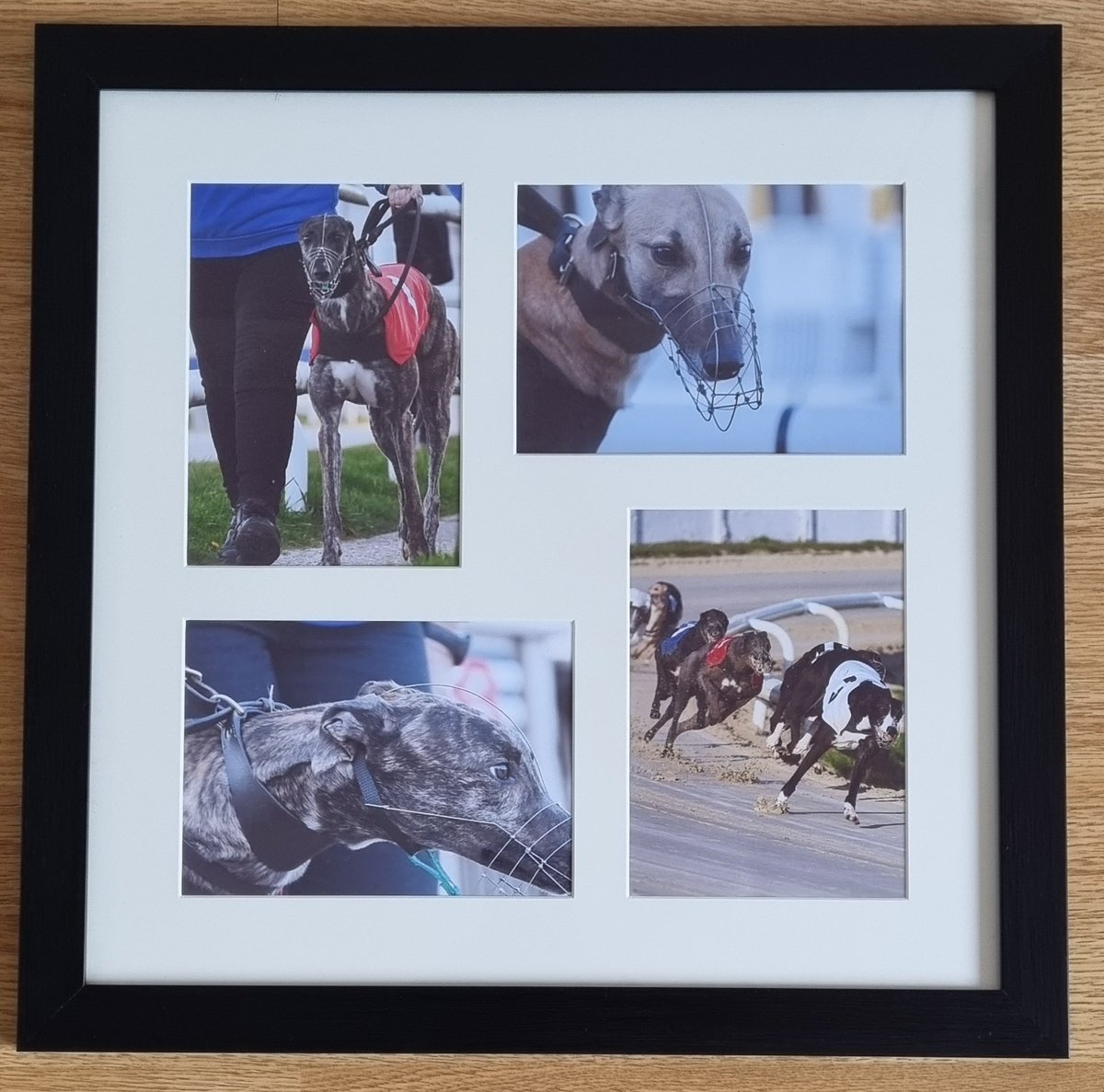 Greyhound Racing Weekly tweet media