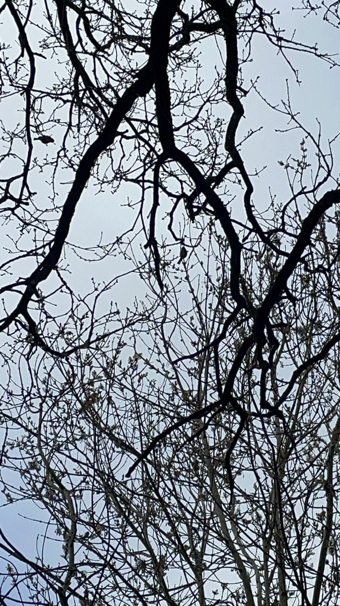 What a beautiful day in forest school today… the bird song @StThomMoreOLMAC is magical. 
A lovely day being bug detectors 🐜 🐛 🐞, building some impressive shelters and enjoying some rather squelchy mud 😊
