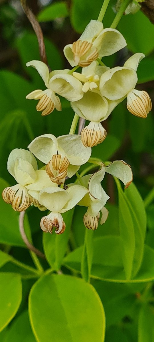 Deze wonderschone klimplant heet (super wetenschappelijk) Akebia quinata 'Alba'. Gewoon winterhard, half wintergroen, leuk blad, alles mee kortom...