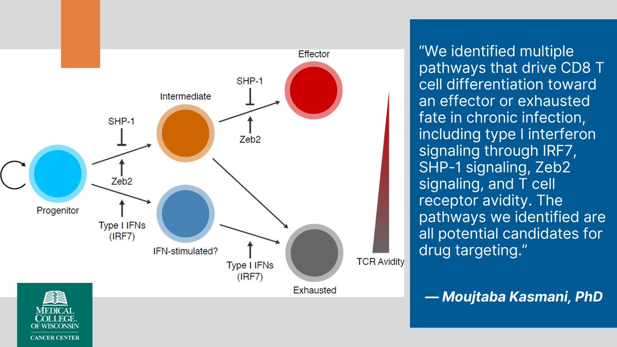 MCW Cancer Center (@mcwcancercenter) on Twitter photo In a new study, <a href="/MedicalCollege/">Medical College of Wisconsin</a> scientists used new single-cell sequencing techniques to identify signaling pathways that can be used for skewing CD8 T cells toward an effector fate, helping to promote the clearance of chronic infection: bit.ly/3oqrrYx
#CancerResearch In a new study, <a href="/MedicalCollege/">Medical College of Wisconsin</a> scientists used new single-cell sequencing techniques to identify signaling pathways that can be used for skewing CD8 T cells toward an effector fate, helping to promote the clearance of chronic infection: bit.ly/3oqrrYx
#CancerResearch