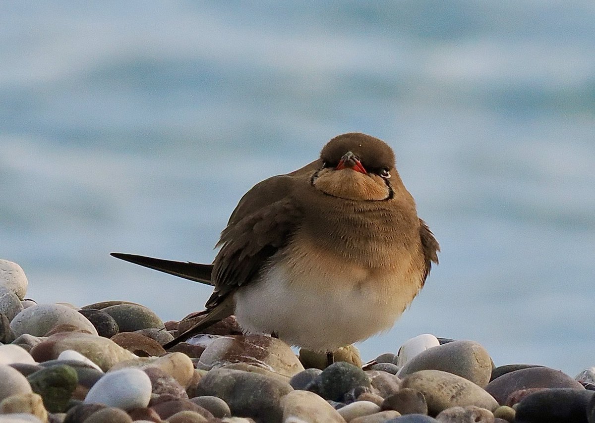 Ray O'Reilly (@oreillyreilly2) on Twitter photo Another shot of Collared Pratincole on Mandria Beach <a href="/griffiths_lyn/">Lyn Griffiths</a> <a href="/rafaelmitch/">Rafael Mitchell</a> #cyprusbirds Another shot of Collared Pratincole on Mandria Beach <a href="/griffiths_lyn/">Lyn Griffiths</a> <a href="/rafaelmitch/">Rafael Mitchell</a> #cyprusbirds
