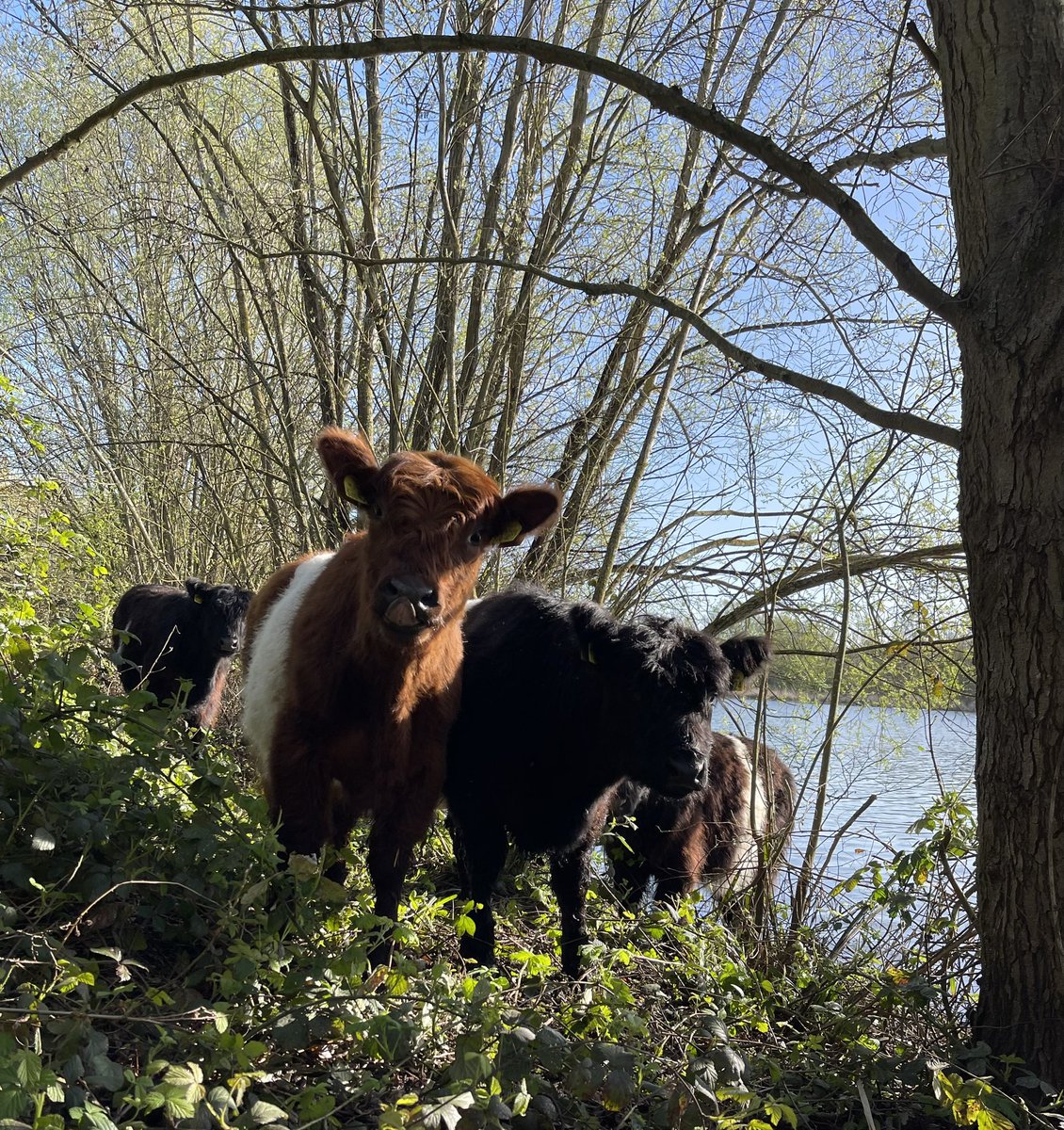 Heathrow Biodiversity tweet media