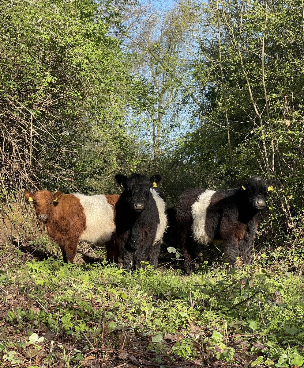 Heathrow Biodiversity tweet media