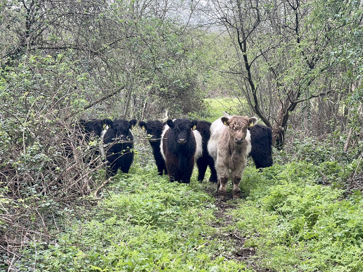 Heathrow Biodiversity tweet media