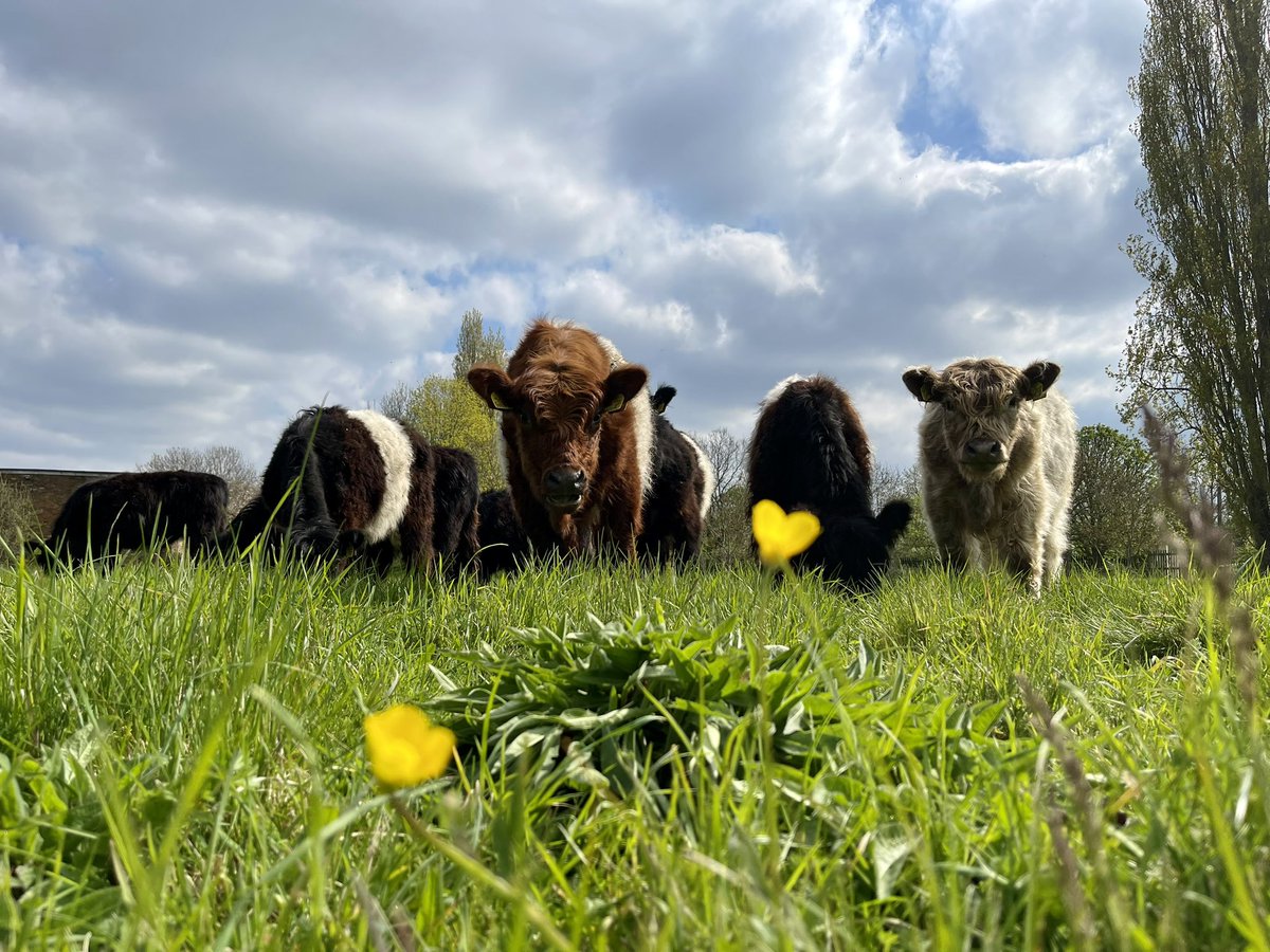 Heathrow Biodiversity tweet media