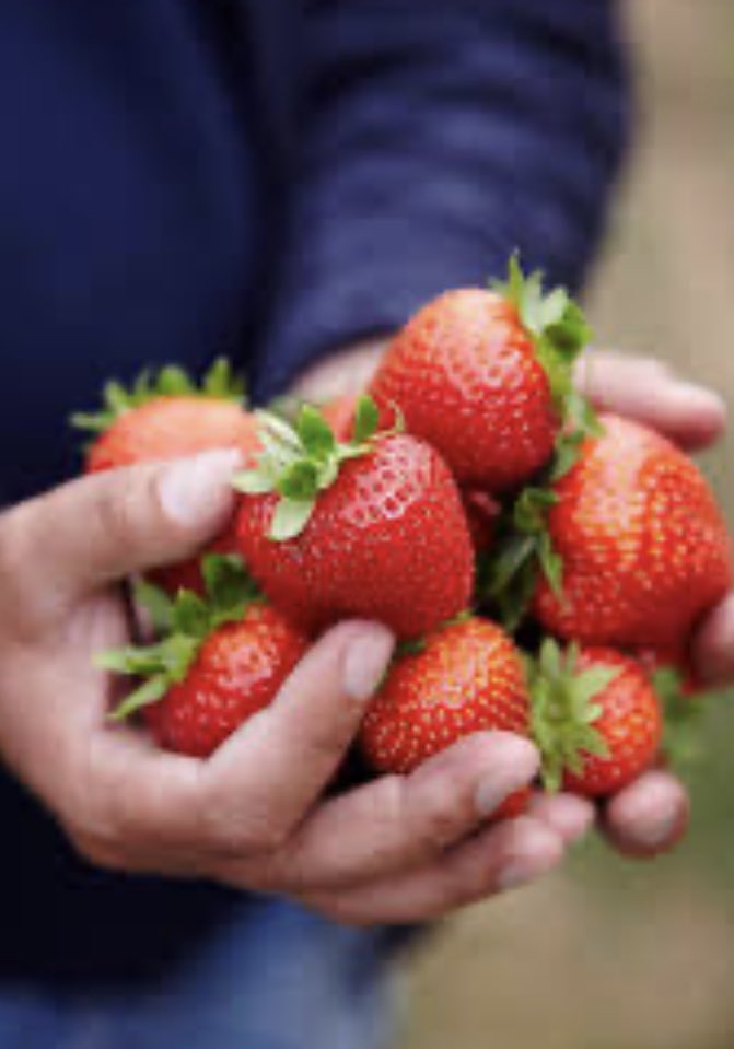 Scottish Strawberries now available <a href="/OchilFoods/">Ochil Foods</a>