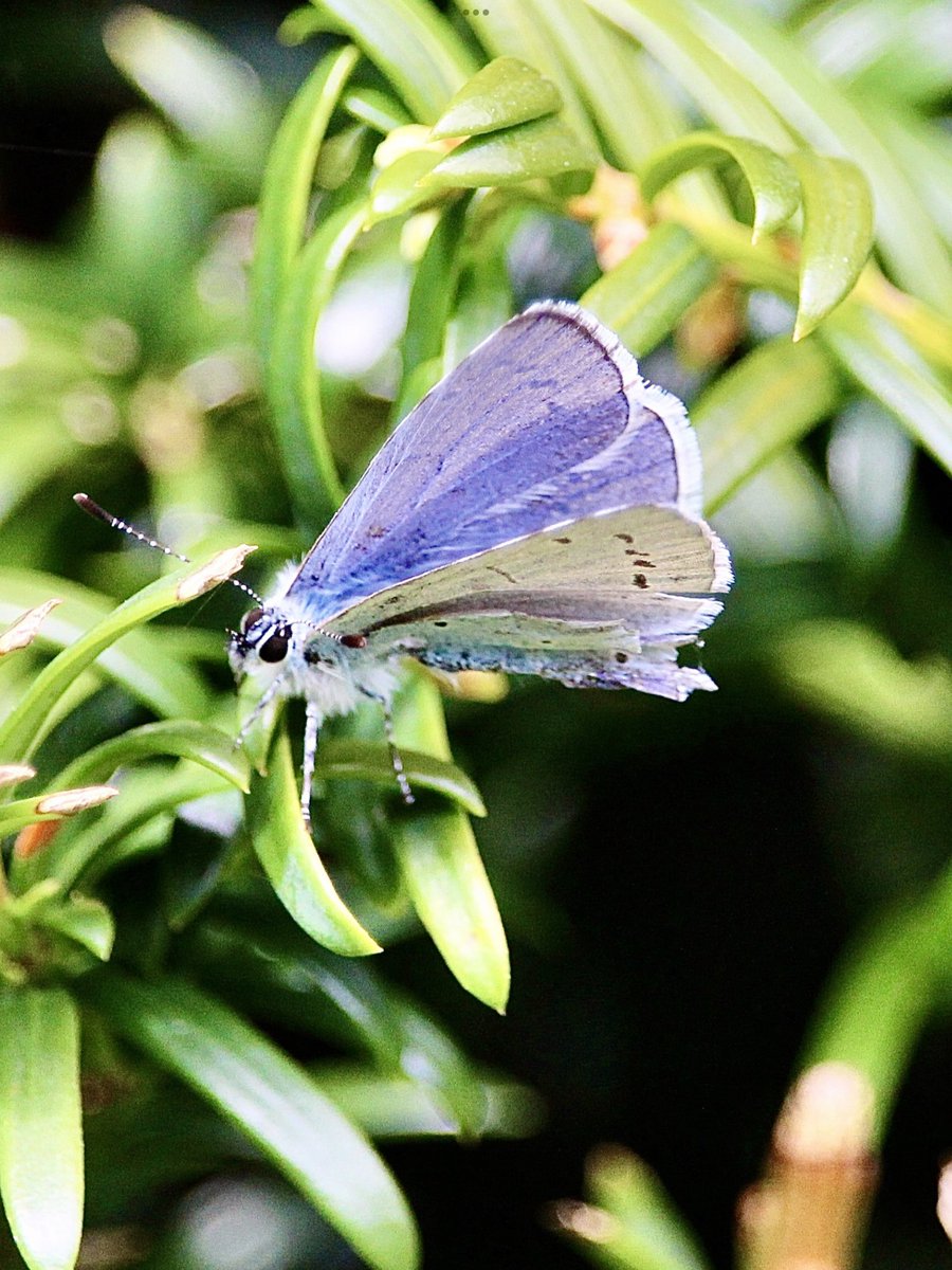 janepursey's tweet photo. A couple of Holly blues in the garden flying around together settled on the yew hedge for the photo shoot - the one on the left was smaller and much tattier than the other one @BCSomerset #buttflies #hollyblue https://t.co/JRhzdPhVeV