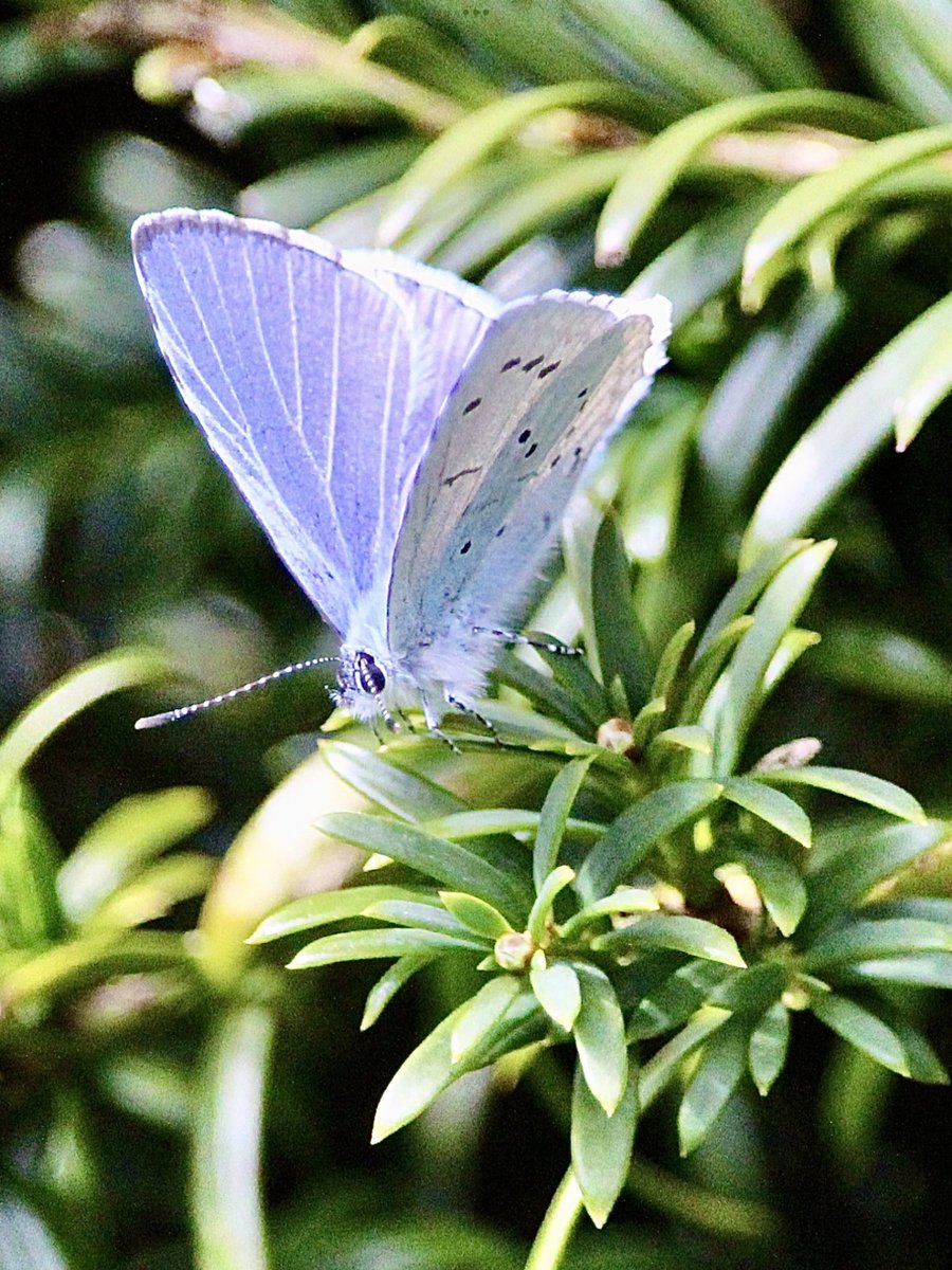 janepursey's tweet photo. A couple of Holly blues in the garden flying around together settled on the yew hedge for the photo shoot - the one on the left was smaller and much tattier than the other one @BCSomerset #buttflies #hollyblue https://t.co/JRhzdPhVeV