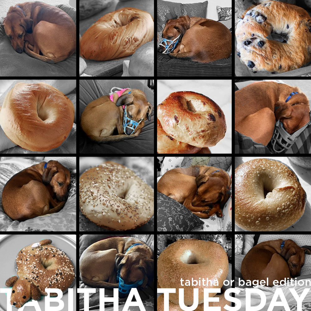 Tabitha is doing her best bagel impression! Can you spot her among the bagels?

Are you looking for a compact napping buddy ? Learn more about whether your couch would be the perfect fit for our girl >>> bit.ly/hpac-tabitha