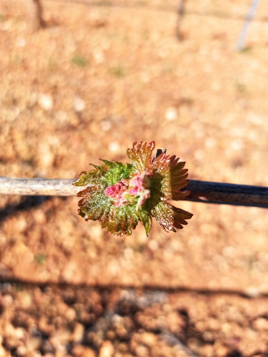 ¿Quieres ver vida? Nuestros viñedos ecológicos de Rueda ya la muestran....
#dorueda #rivendelverdejo #plumablanca