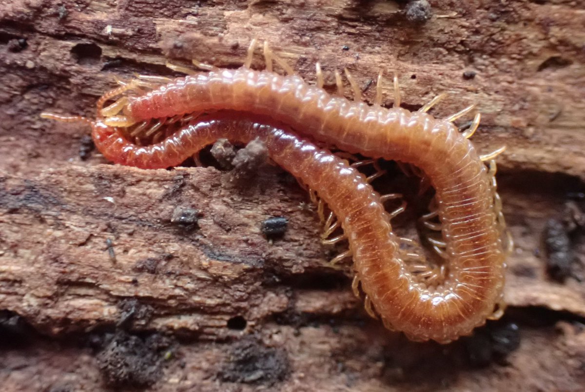FinleyHutchins2's tweet photo. Lots of cool critters around deadwood on the Reading Uni campus with @BugBoyDawid today. Best were my first Neelid springtails - Neelus murinus and Megalothorax minimus, the latter only 0.3mm long! Also lots of pauropods and other funky Myriapods like Strigamia crassipes (pic 4) https://t.co/QierORmvsd