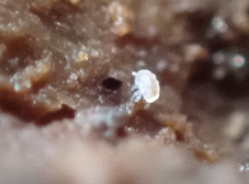 FinleyHutchins2's tweet photo. Lots of cool critters around deadwood on the Reading Uni campus with @BugBoyDawid today. Best were my first Neelid springtails - Neelus murinus and Megalothorax minimus, the latter only 0.3mm long! Also lots of pauropods and other funky Myriapods like Strigamia crassipes (pic 4) https://t.co/QierORmvsd