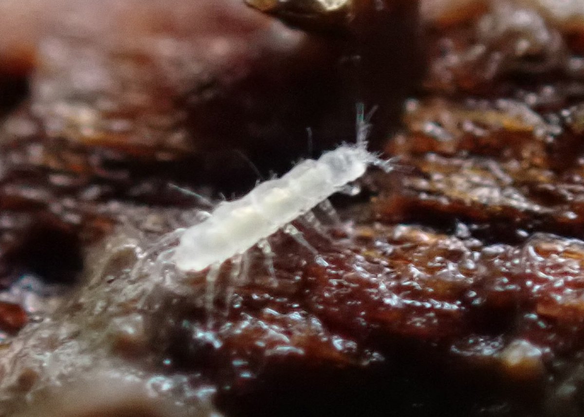 FinleyHutchins2's tweet photo. Lots of cool critters around deadwood on the Reading Uni campus with @BugBoyDawid today. Best were my first Neelid springtails - Neelus murinus and Megalothorax minimus, the latter only 0.3mm long! Also lots of pauropods and other funky Myriapods like Strigamia crassipes (pic 4) https://t.co/QierORmvsd