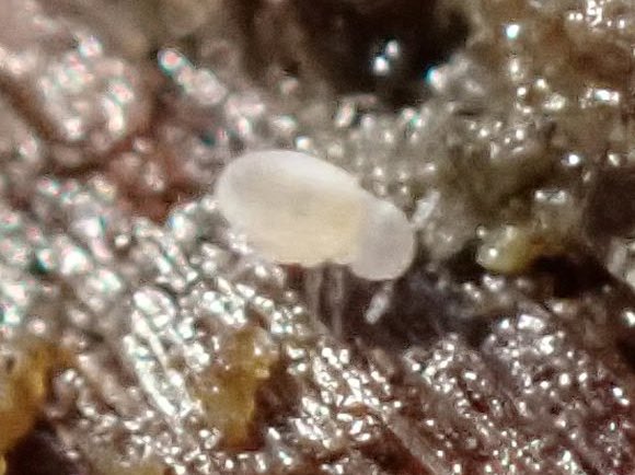 FinleyHutchins2's tweet photo. Lots of cool critters around deadwood on the Reading Uni campus with @BugBoyDawid today. Best were my first Neelid springtails - Neelus murinus and Megalothorax minimus, the latter only 0.3mm long! Also lots of pauropods and other funky Myriapods like Strigamia crassipes (pic 4) https://t.co/QierORmvsd