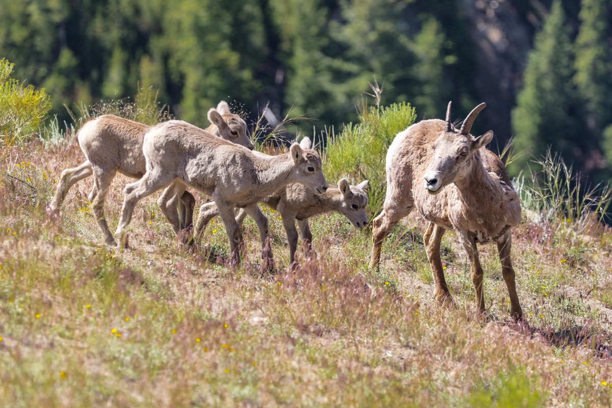 YellowstoneNPS's tweet photo. It's springtime in Yellowstone, you know what that means... BABY ANIMALS! 🥰
There's still lots of snow on the ground, so we might be getting a little ahead of ourselves here. BUT! Our friends at @ynpforever let us know they saw their first red dog (bison calf) of the season! https://t.co/lfnydrdozP