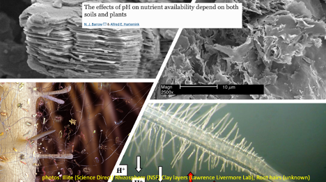 Soil pH- fundamental, but not well understood. Difficult to measure pH, harder to predict impact on plant nutrient availability. pH changes soil and root reactions specifically for each nutrient. Barrow & Hartemink follow with another great review. Read: lnkd.in/gAbRJ5ue