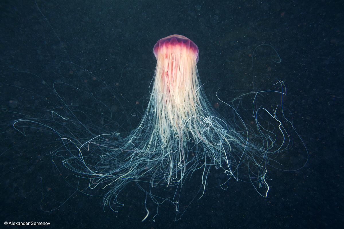 Greenpeace's tweet photo. The deep sea is a treasure trove of biodiversity and home to amazing creatures like this Lion’s Mane Jellyfish. But a threat is looming: deep sea mining. We must stop this industry before it’s too late >> https://t.co/b4Qc0jVHJY https://t.co/P9gGWf7xiW