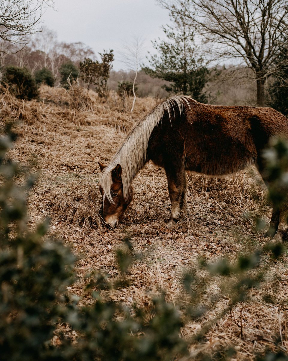 MoorlandsColl's tweet photo. We truly believe it’s hard to beat our location! We’re in easy reach of multiple award winning, blue flag beaches, perfect for long walks and water sports, and we’re on the edge of the New Forest, renowned for it’s ancient woodland, peaceful heathland and cliff-top walks 😀 https://t.co/SYKjDPbLGM
