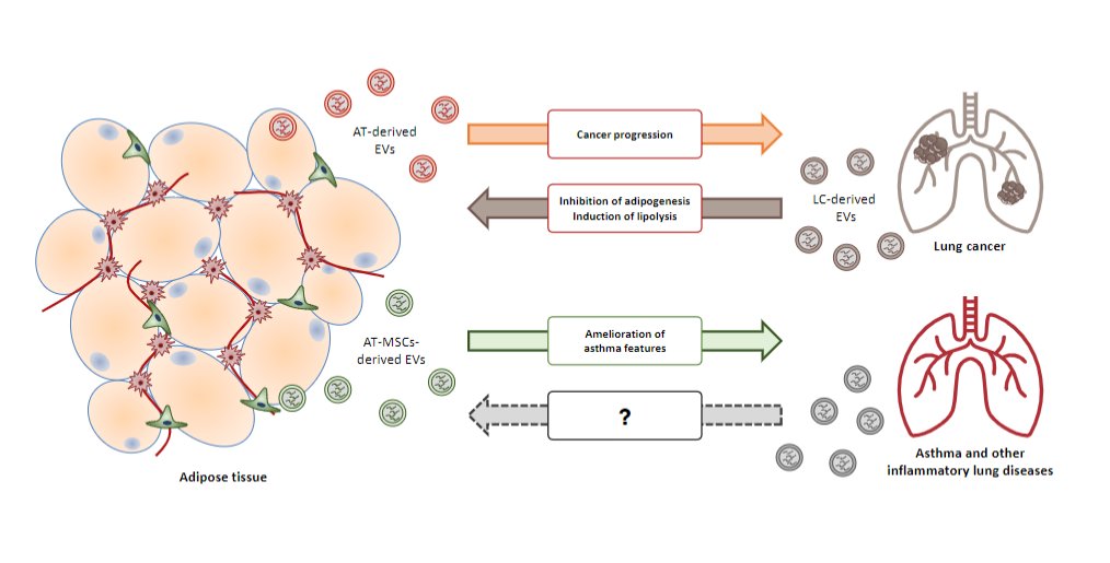 APSPublications's tweet photo. New in @AJPCellPhys: The emerging role of #ExtracellularVesicles as communicators between #AdiposeTissue and pathologic lungs with a special focus on #asthma (Miethe et al.)
🖱️https://t.co/oGnzFy9iRj
@Uni_MR @goetheuni @JagiellonskiUni @jlugiessen #LungDisorders https://t.co/uVkLhLz2au
