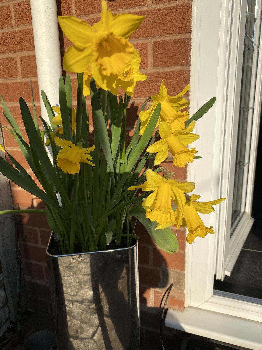 Fantastic show of daffodil’s golden in the last of the days sunshine! Wednesfield in Bloom at my house tonight!