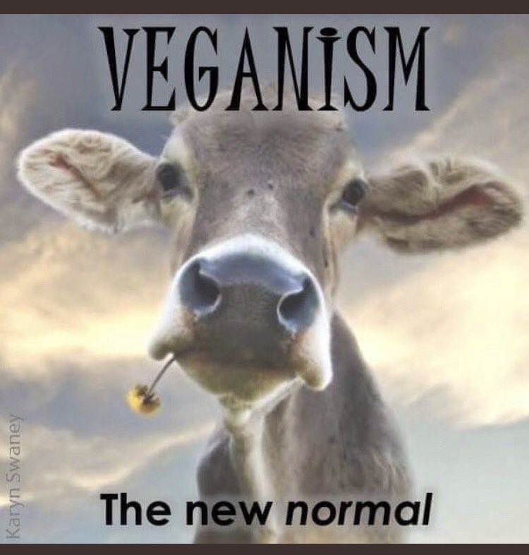 S_Catsgotmyback's tweet photo. @Son_of_Space 💯 
Demand #BasicDecency towards others. 
Be informed. 
Be accountable. 
Be Vegan ✊🏻🔥⚖️ https://t.co/YmEM0gmzbZ