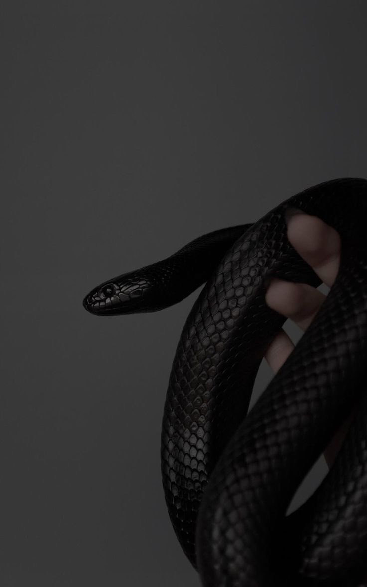 tw serpent 

mon fils