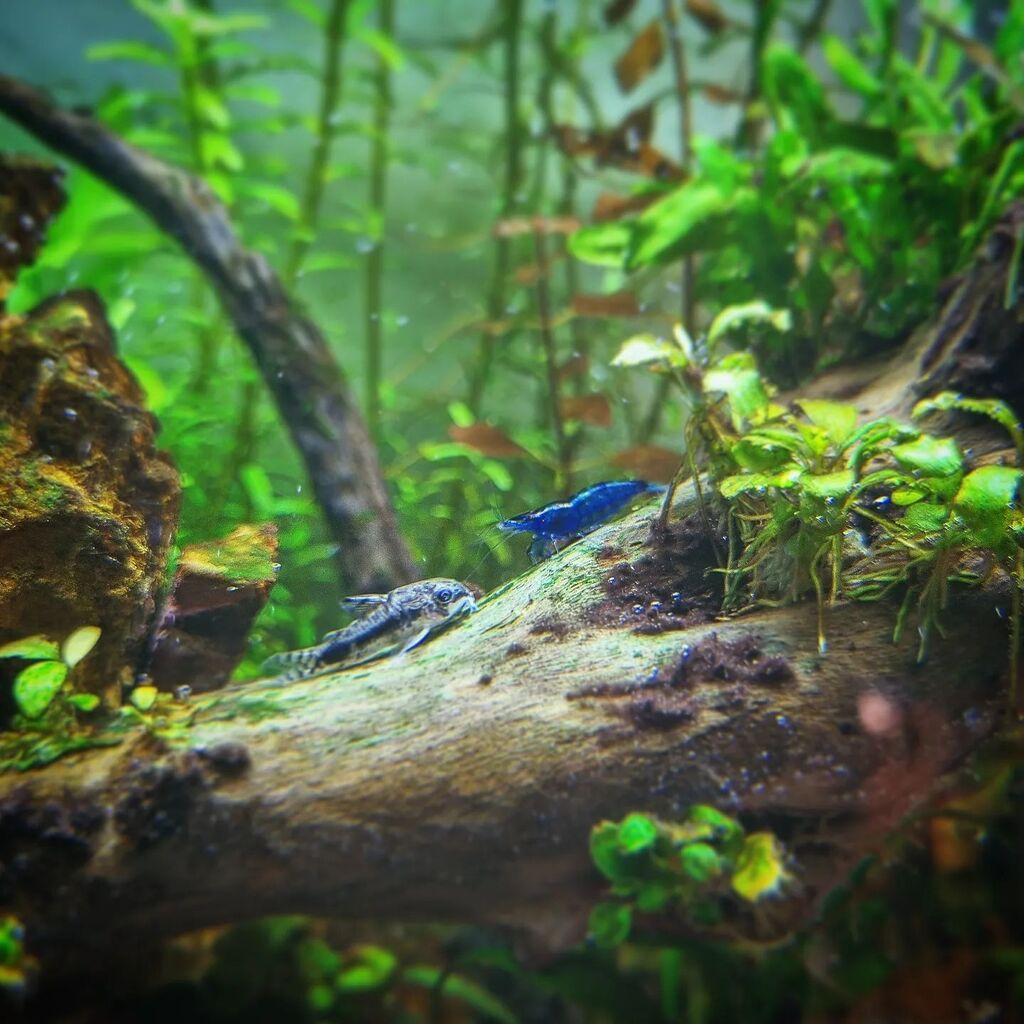 aquariumhome3's tweet photo. Friends🥰🥰
If you like it, press the heart and follow me you will not regret it.
#neocaridina #neocaridinasintanks #neocaridinabluediamond #corydoras #davidi #shrimplover #shrimpofinstagram #shrimpsintank #shrimps  #corydorashabrosus #corycatfish #diamond #plantedaquarium #pl… https://t.co/NSW5fEpkbl