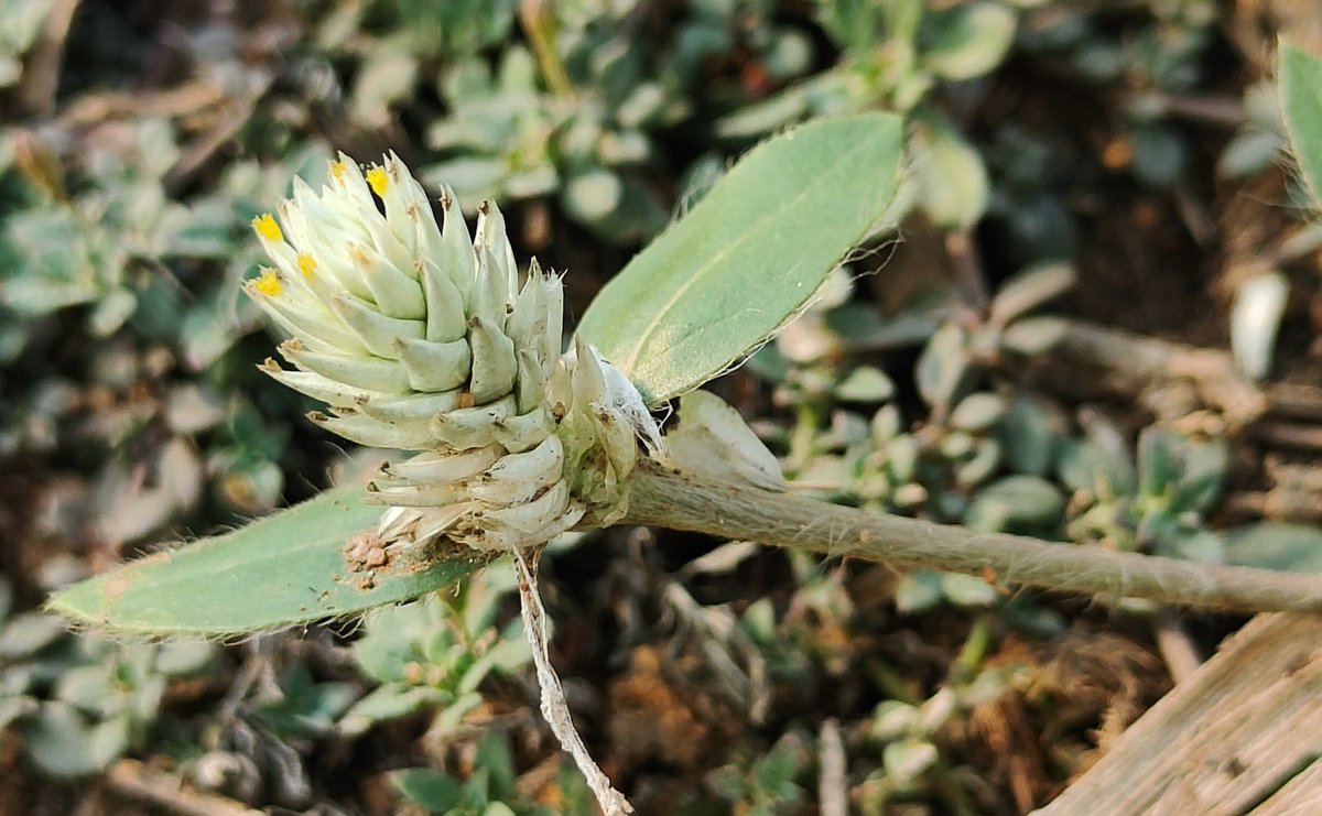 AndAprf's tweet photo. Gomphrena celosioides (Amaranthaceae) Local name: Makhni Saag 
Used as a #leafyvegetable

Cuttack, Odisha, April 2023 @BiotechSanjeet
@bsi_moefcc @DfoBhadrak @DfoRourkela @ForestDeptt @moefcc @pccfodisha @DfoKeonjhar @MahanadiRiver @Similipal_South @SimilipalNorth @CMO_Odisha https://t.co/MSUA34YwCs