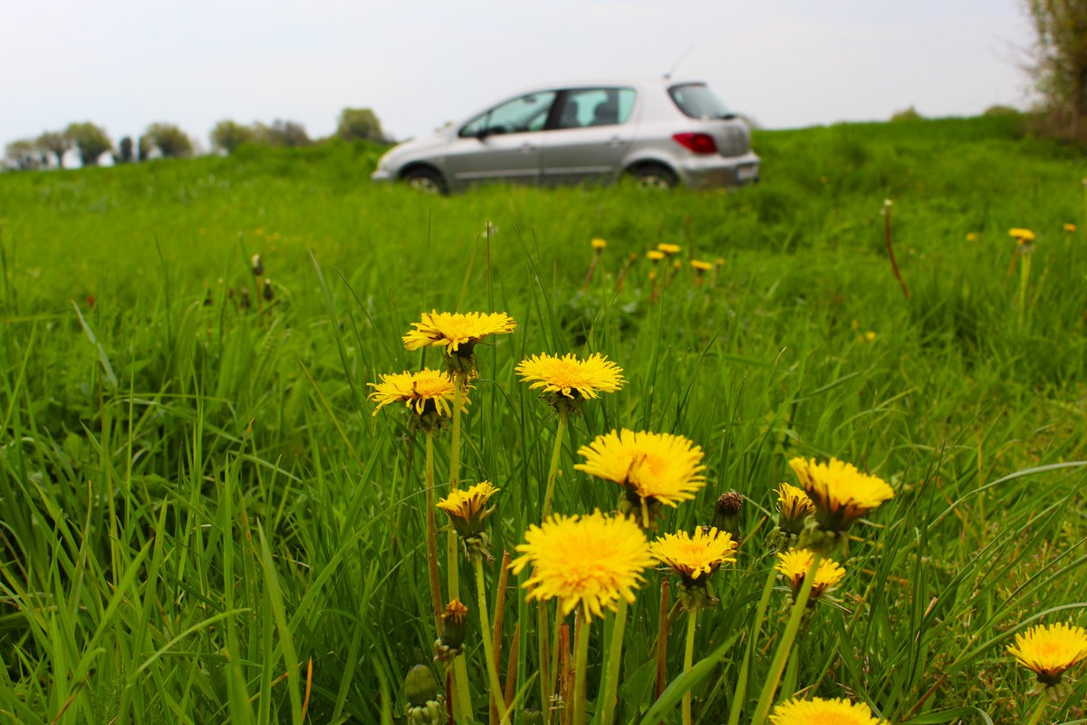 ValLandais's tweet photo. Thread colzas 💛

ajd, j'ai pris ma voiture pour aller prendre des photos des champs. mais pq?
la période des colzas en fleur pour moi c'est vrmt une des meilleures de nos campagnes. ce jaune qui se démarque du marron et du vert de l'hiver, ça me met des étoiles dans les yeux. https://t.co/tCwJmMwICc