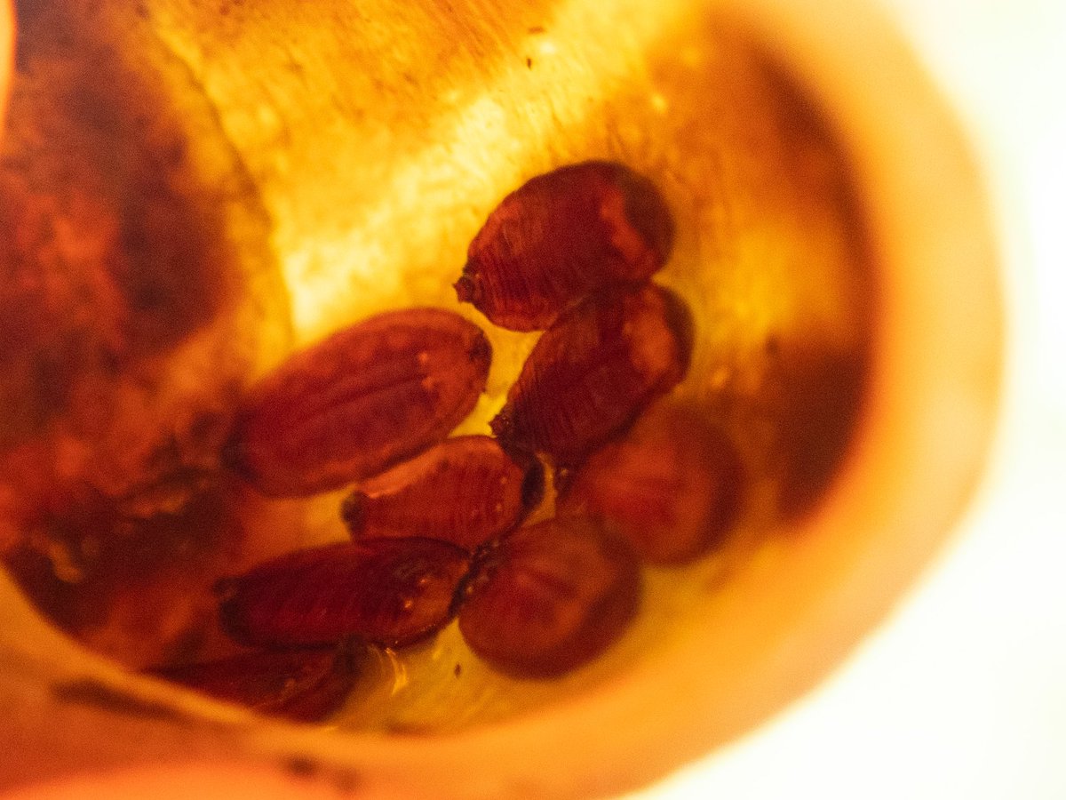 Claremou1's tweet image. I picked up a snail shell and saw these neatly arranged inside. They look like the pupae of some sort of #diptera / #fly to my untrained eye, but I wonder if any #entomologist can say?