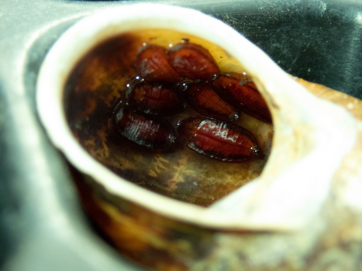 Claremou1's tweet image. I picked up a snail shell and saw these neatly arranged inside. They look like the pupae of some sort of #diptera / #fly to my untrained eye, but I wonder if any #entomologist can say?