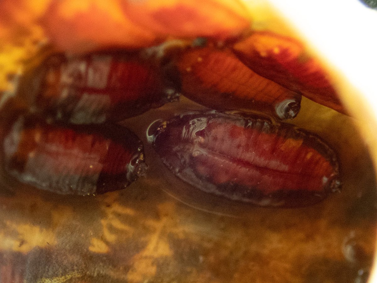 Claremou1's tweet image. I picked up a snail shell and saw these neatly arranged inside. They look like the pupae of some sort of #diptera / #fly to my untrained eye, but I wonder if any #entomologist can say?