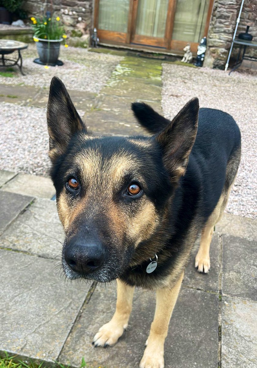 Retired Police Dog Quest tweet media