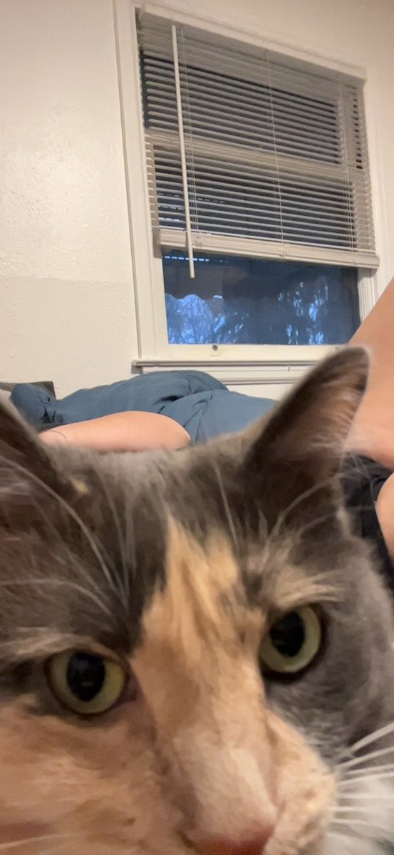 Hannahncollier's tweet photo. @xokayrosex05 my cat is crossing her toes for me please karma is a cat, sending you a very personal sm https://t.co/hZJKNSh6Ct