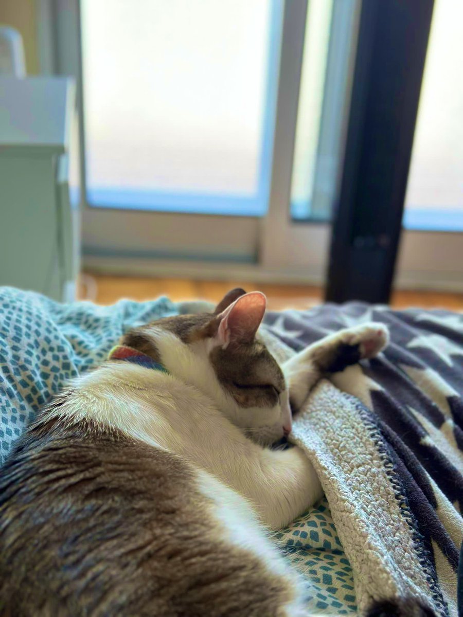 AnGii02's tweet photo. Si ves este tuit, cítalo con la foto más reciente que le hayas tomado a tu peludito. Sin hacer trampa. (Loki &amp; Ollie) https://t.co/0xyuLeznhK