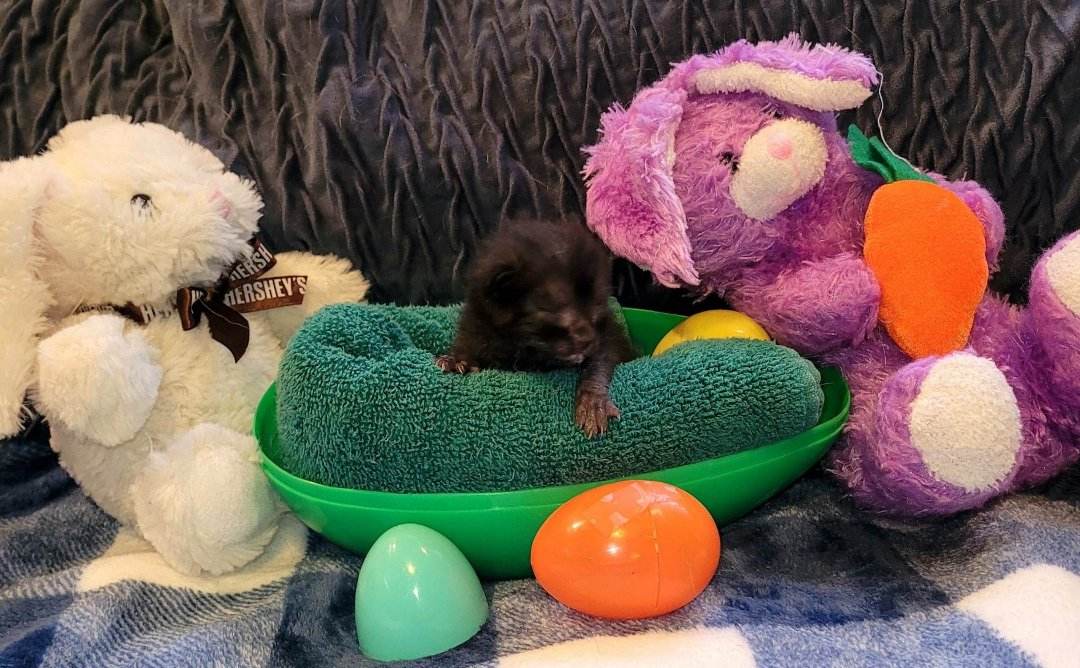 PSPCA's tweet photo. Two weeks ago, Warrior was dumped in a box at our shelter. He was only one day old. 

Today, he is thriving in foster care and has officially opened his eyes!
—
Fostering truly save lives. If you’re interested in applying, visit https://t.co/WHOIzyrZzc. https://t.co/VQ2cL85Ucf