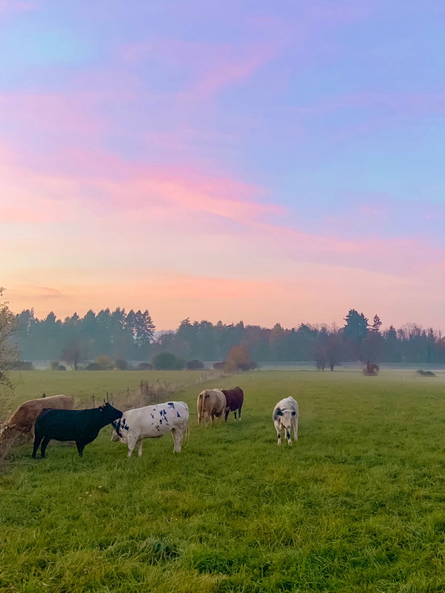 sucreroses_'s tweet photo. i'm asking those who love the outdoors to post a picture. a picture that YOU took. just a pic, no description. the goal is to regain peace and harmony without negativity. please copy the text, put a picture on YOUR page, and let's look at these beautiful pictures. here's mine https://t.co/q8Dw0siPF7